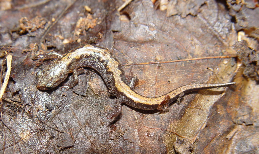 じ*ん様 Maliks Sediminotaur Northern Zigzag Salamander | U.S. Geological Survey